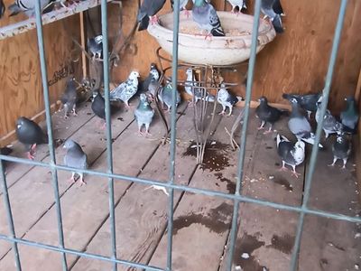 PIGEONS FOR SALE