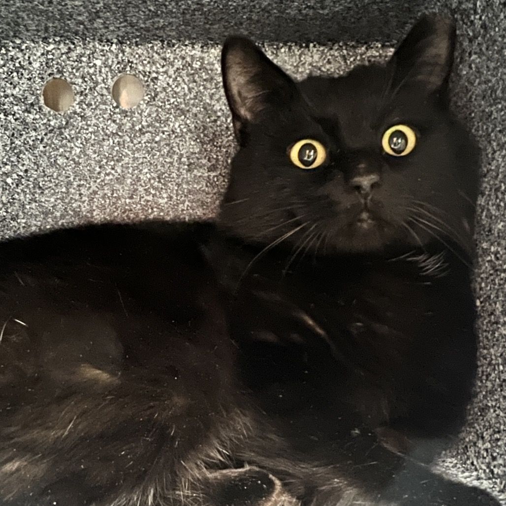 Hello my name is Kiko