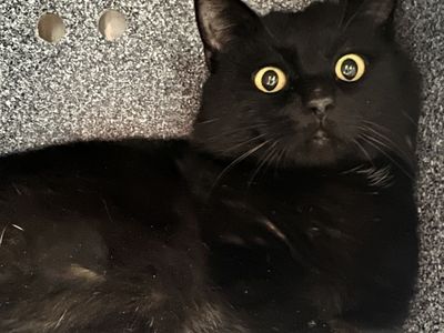 Hello my name is Kiko