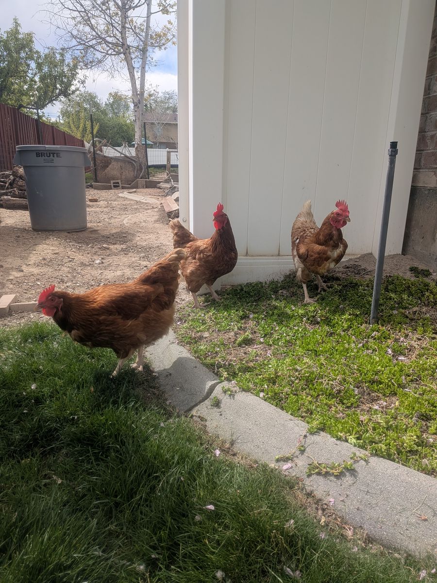 Free Chickens