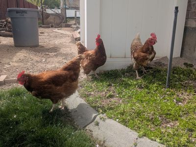 Free Chickens