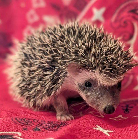 Adorable Female Baby Hedgehog - Pearl