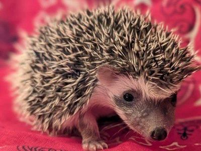 Adorable Female Baby Hedgehog - Pearl