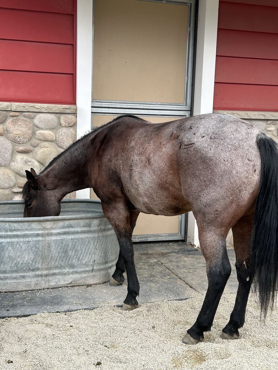 5 year old registered AQHA Bay Roan Gelding
