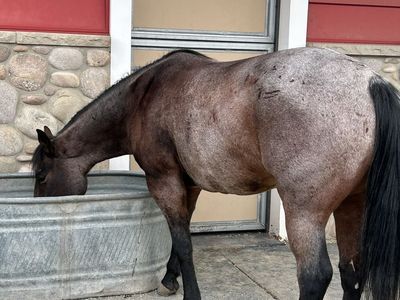 5 year old registered AQHA Bay Roan Gelding