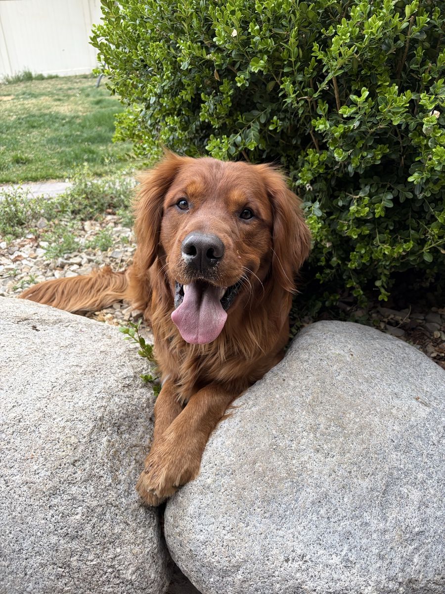 Proven Akc Red Golden Retriever Stud