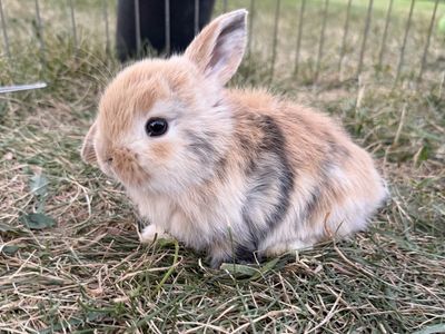 Purebred Holland Lop