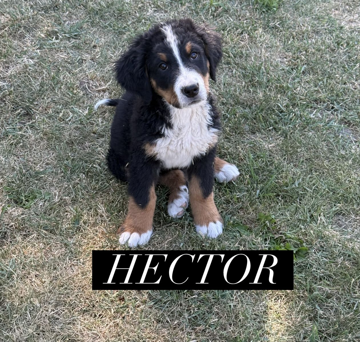AKC AND BERNER-GARDE REGISTERED BERNESE MOUNTAIN DOG PUPPIES