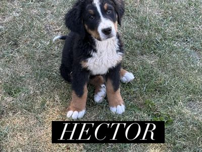 AKC AND BERNER-GARDE REGISTERED BERNESE MOUNTAIN DOG PUPPIES