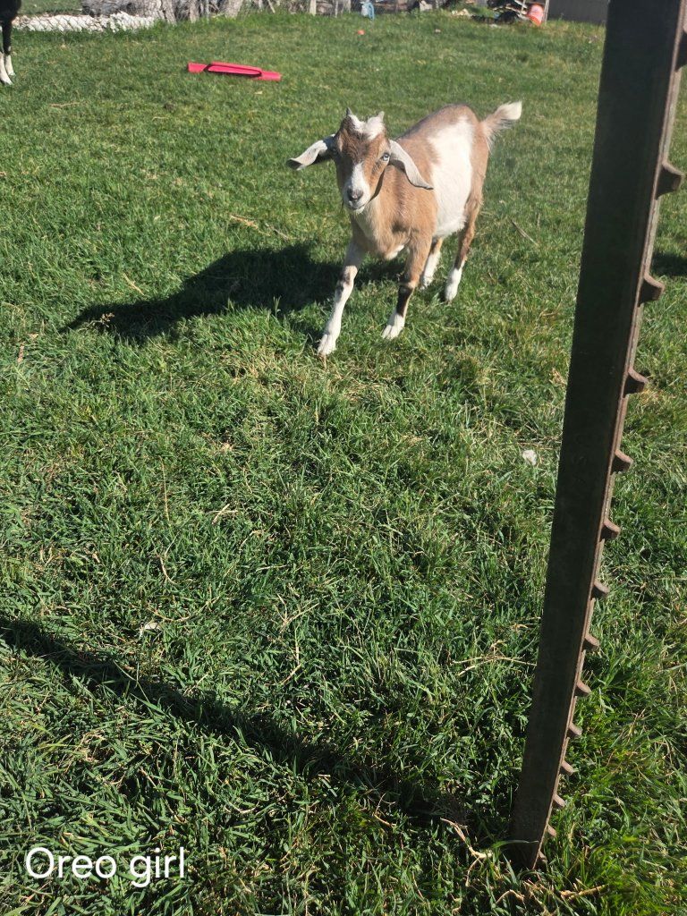 pure nubian goats 3 girls 1 boy