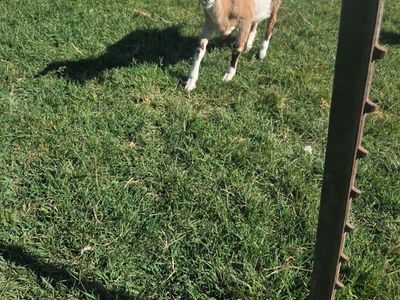 pure nubian goats 3 girls 1 boy