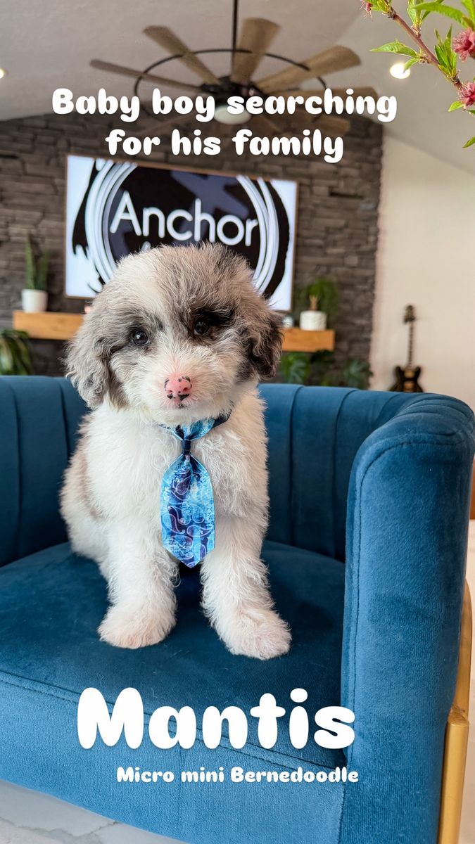 Teddy Bear 🧸 Micro Mini Bernedoodles 10-15lb