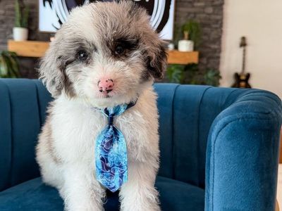 Teddy Bear 🧸 Micro Mini Bernedoodles 10-15lb