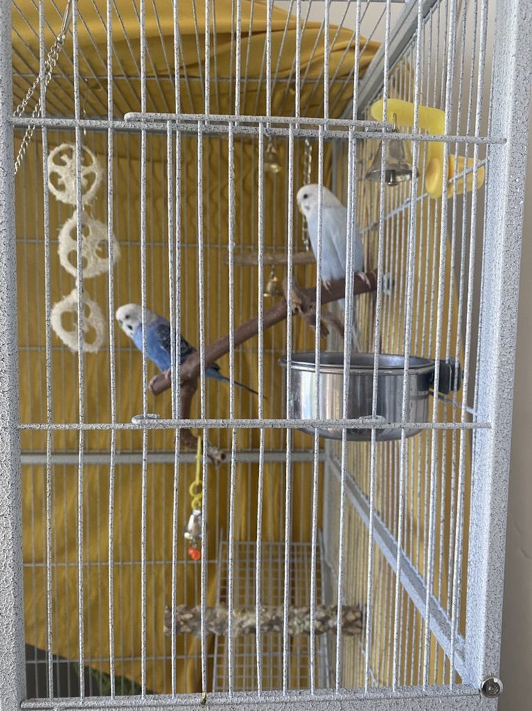 Parakeets