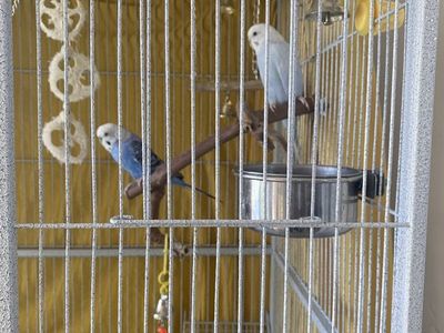 Parakeets
