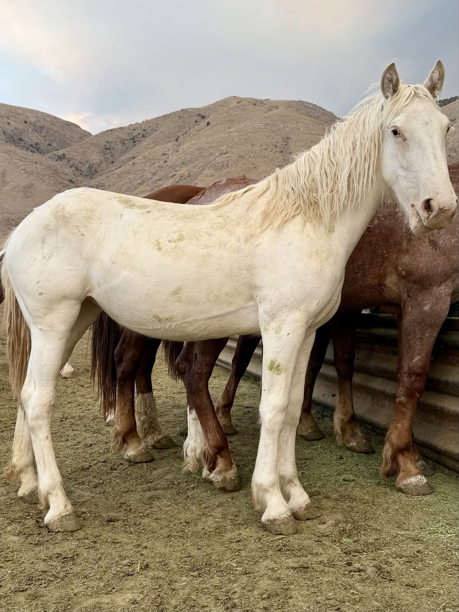 Max White Sabiano Half Draft Filly!