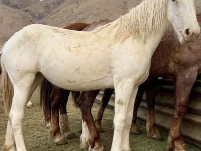 Max White Sabiano Half Draft Filly!