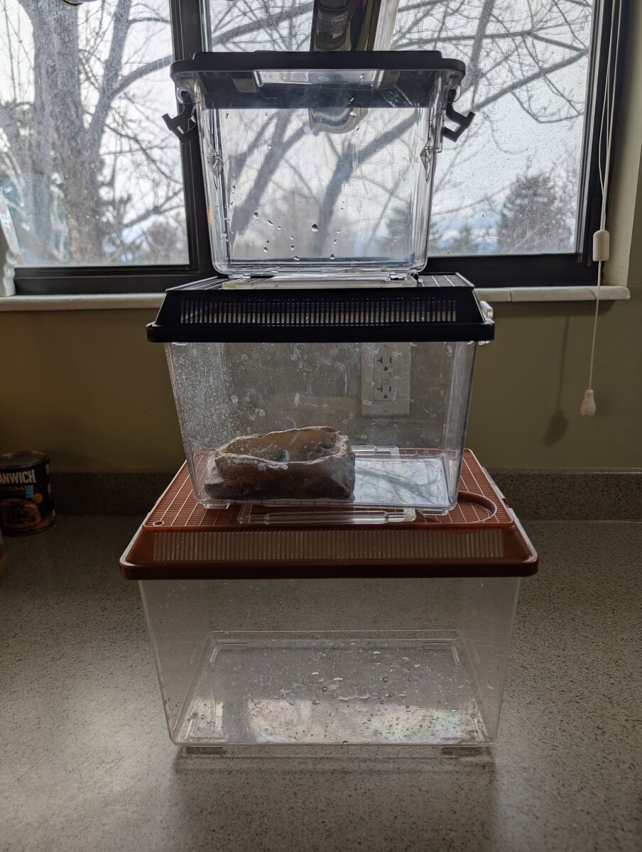 Small and medium terrariums