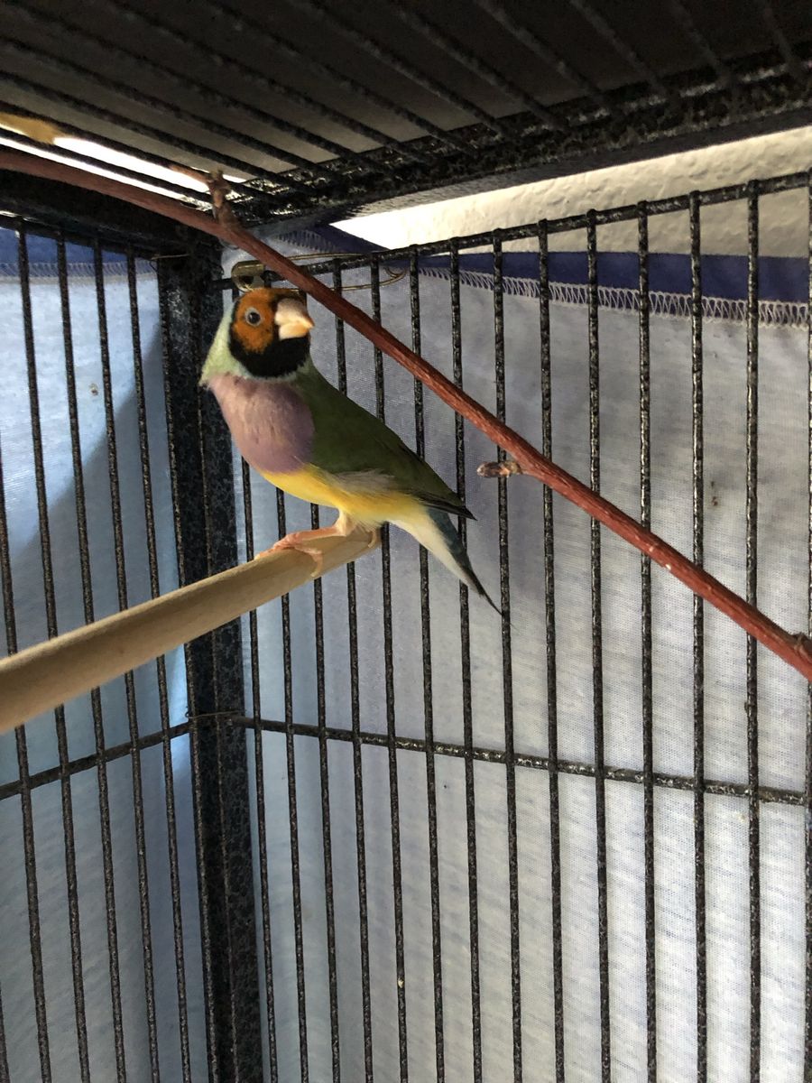 Bird