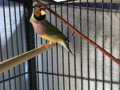 Bird