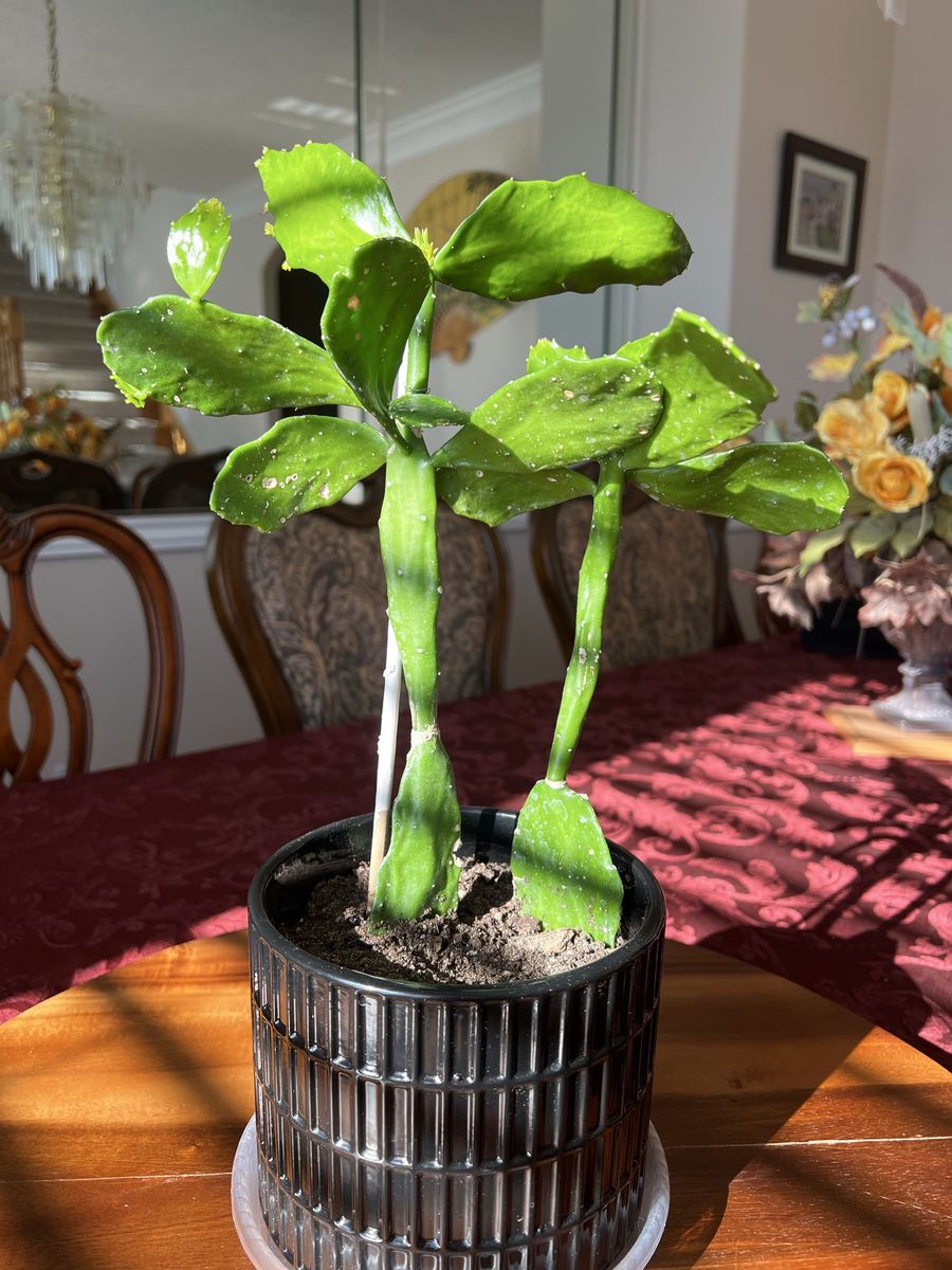Beautiful Cactus Tree