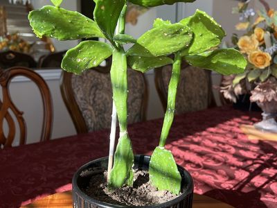 Beautiful Cactus Tree