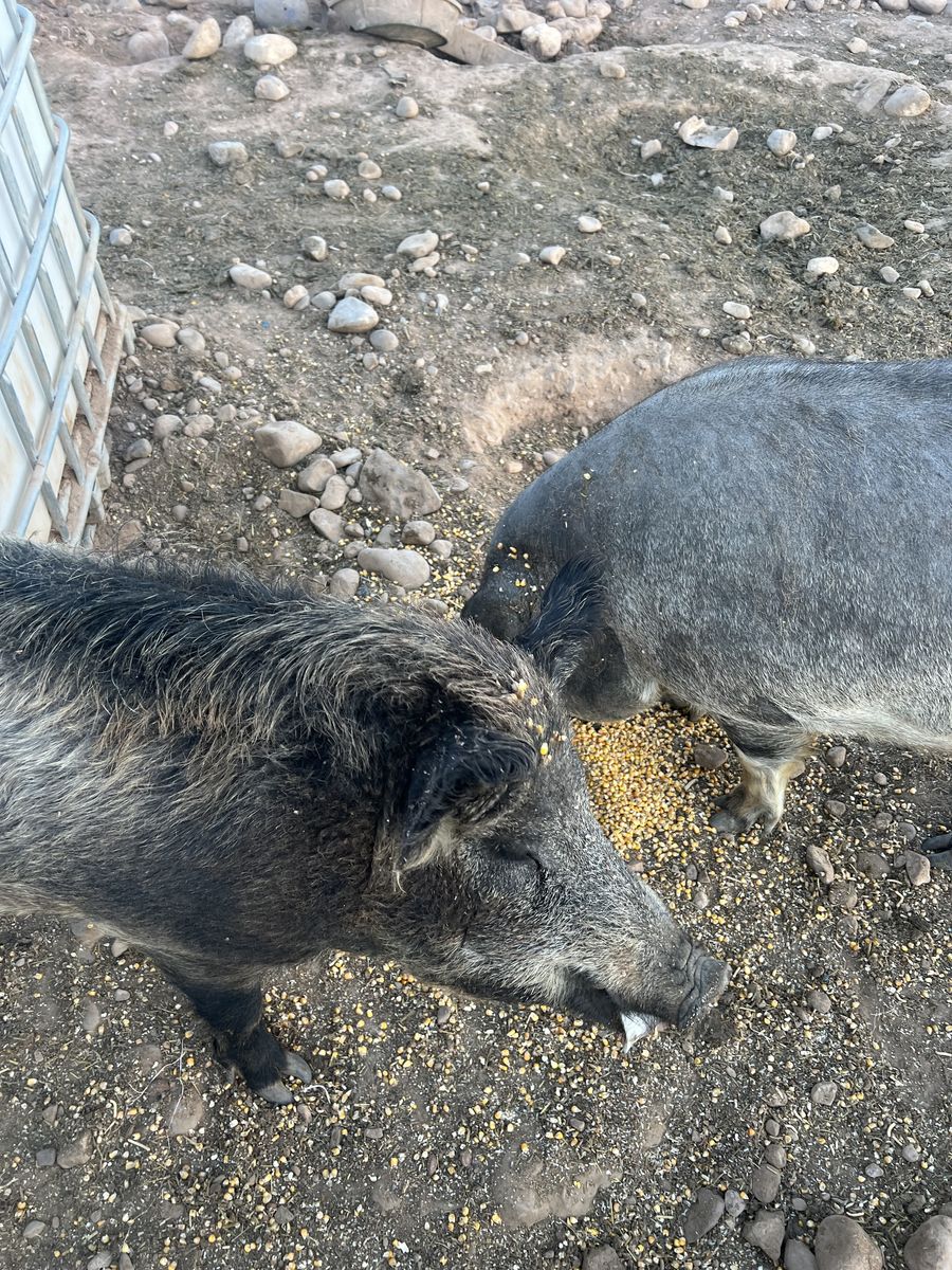 Mangelican pigs for sale