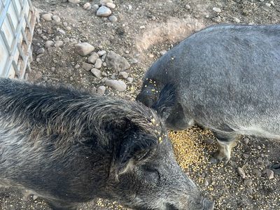 Mangelican pigs for sale