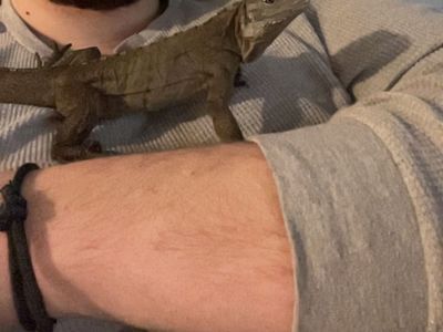 TAME Lewisi Iguana Female