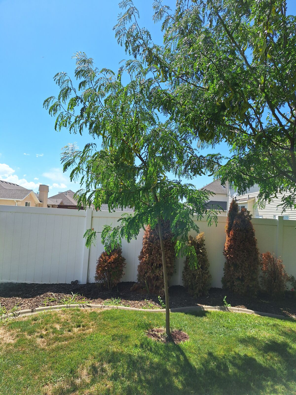 10' Honey locust shade tree planted fine green pet