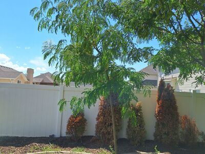 10' Honey locust shade tree planted fine green pet