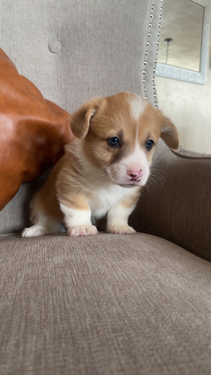 AKC Pembroke Welsh Corgi Puppy