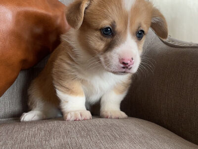 AKC Pembroke Welsh Corgi Puppy