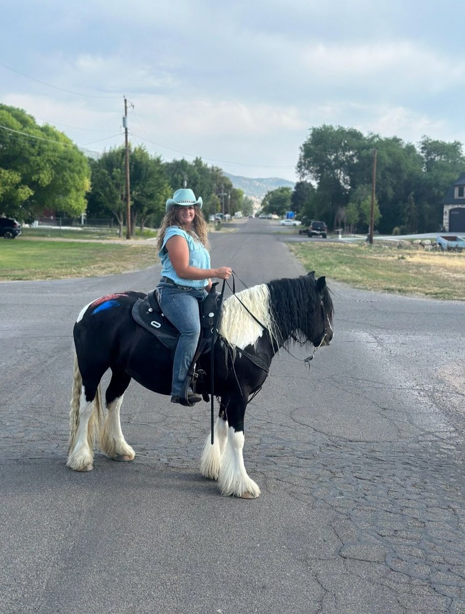 Registered Gypsy Vanner Gelding