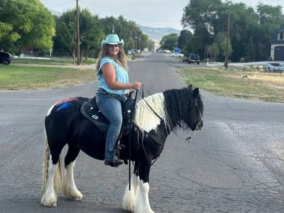 Registered Gypsy Vanner Gelding