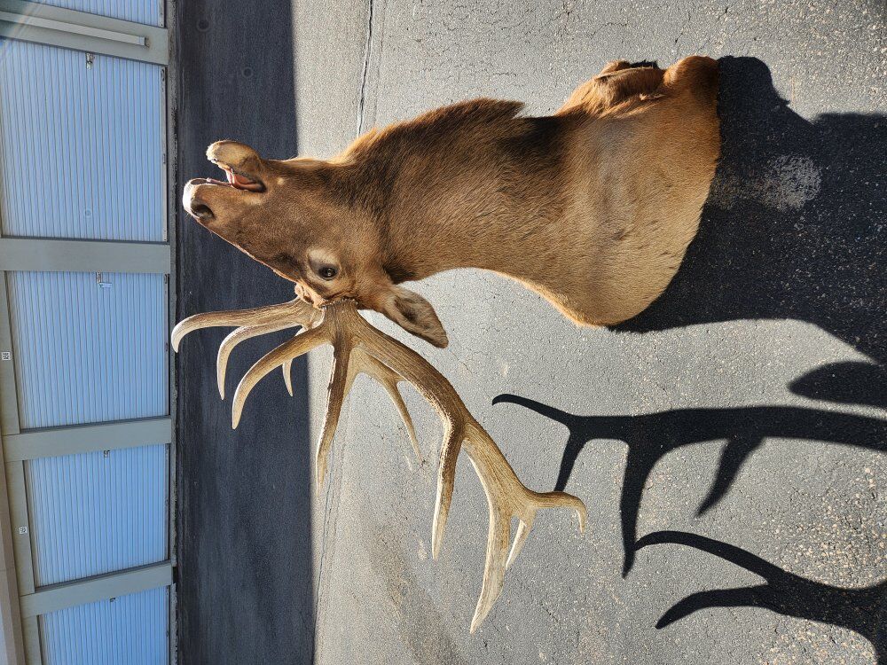 elk mount