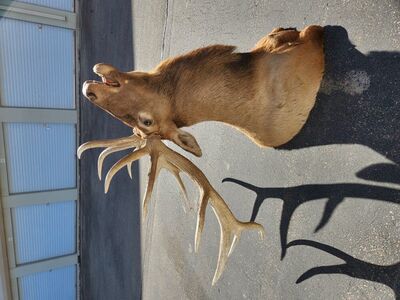 elk mount