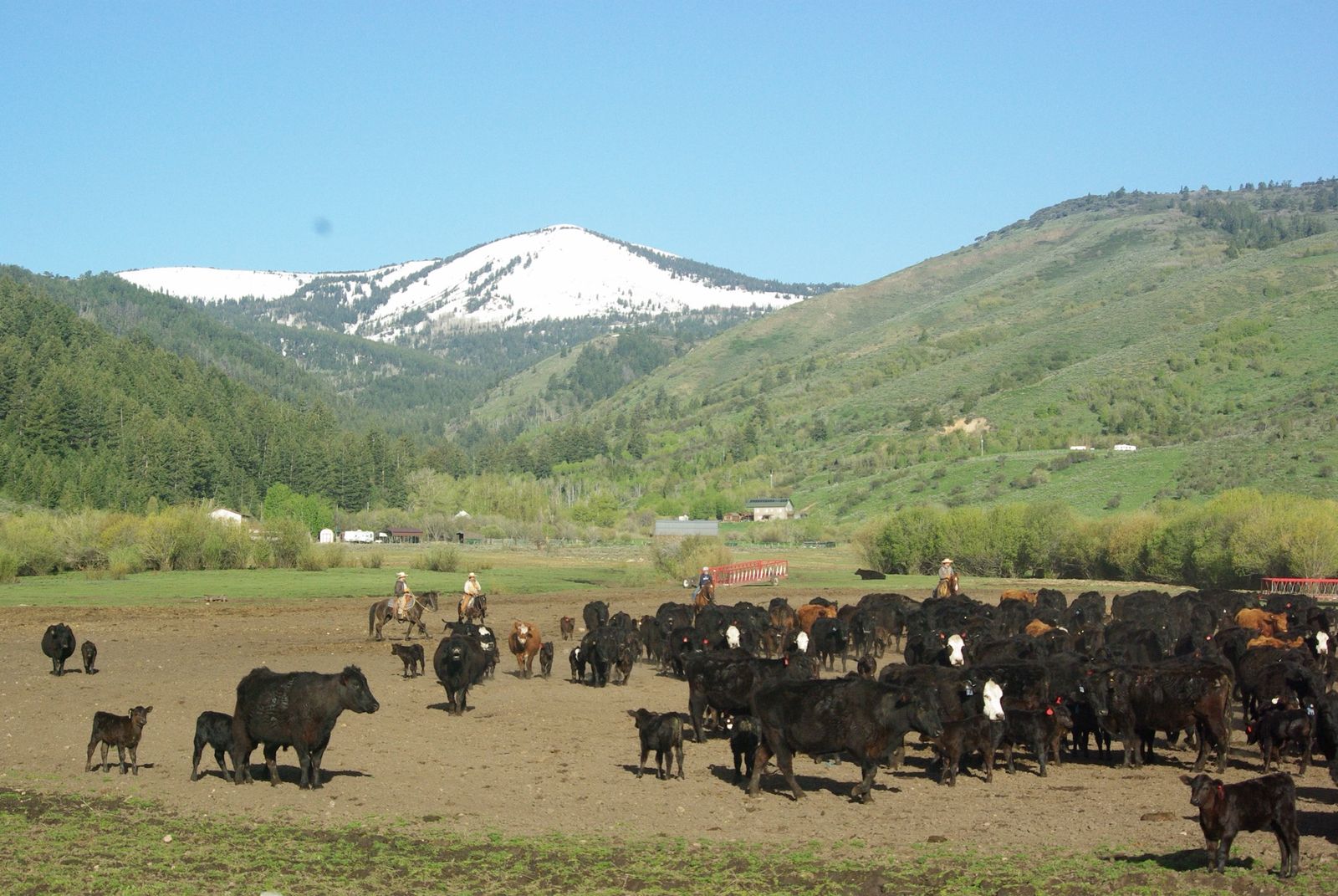 ISO Nurse Cow