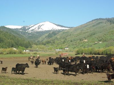ISO Nurse Cow