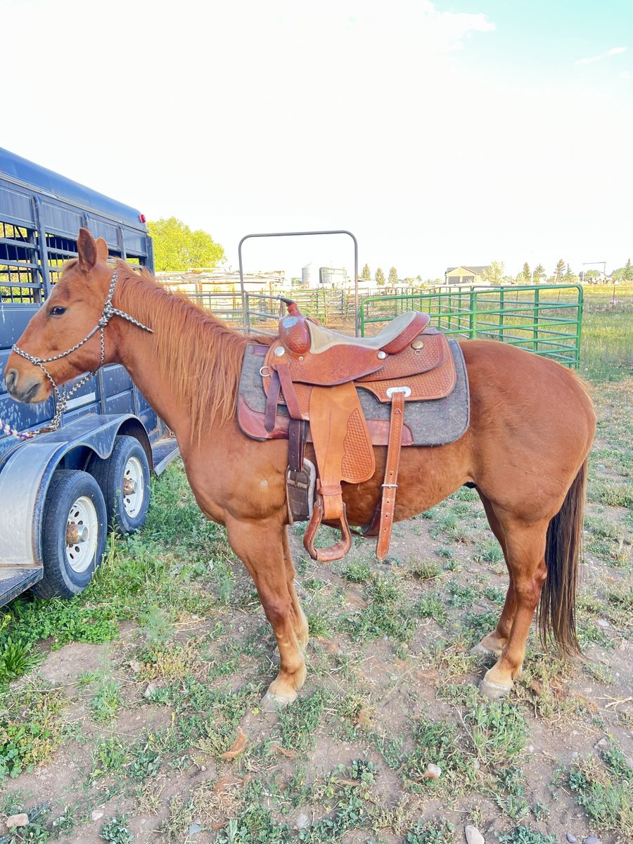 6 year old grade gelding