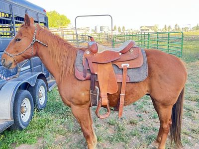 6 year old grade gelding