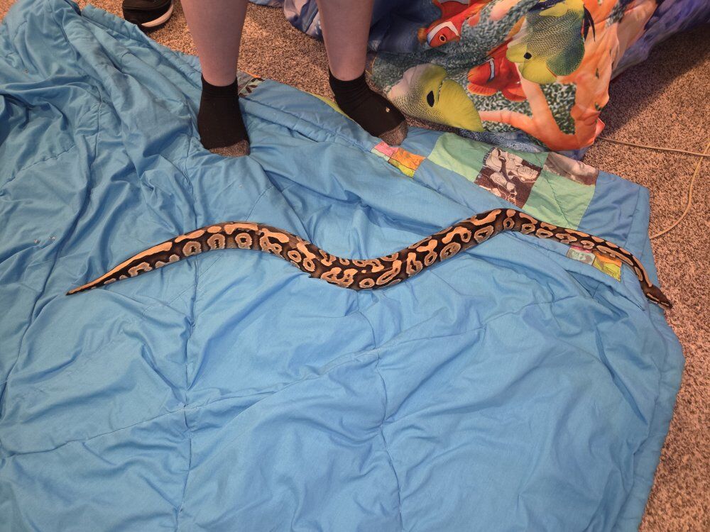 Female 50% het pied ball python