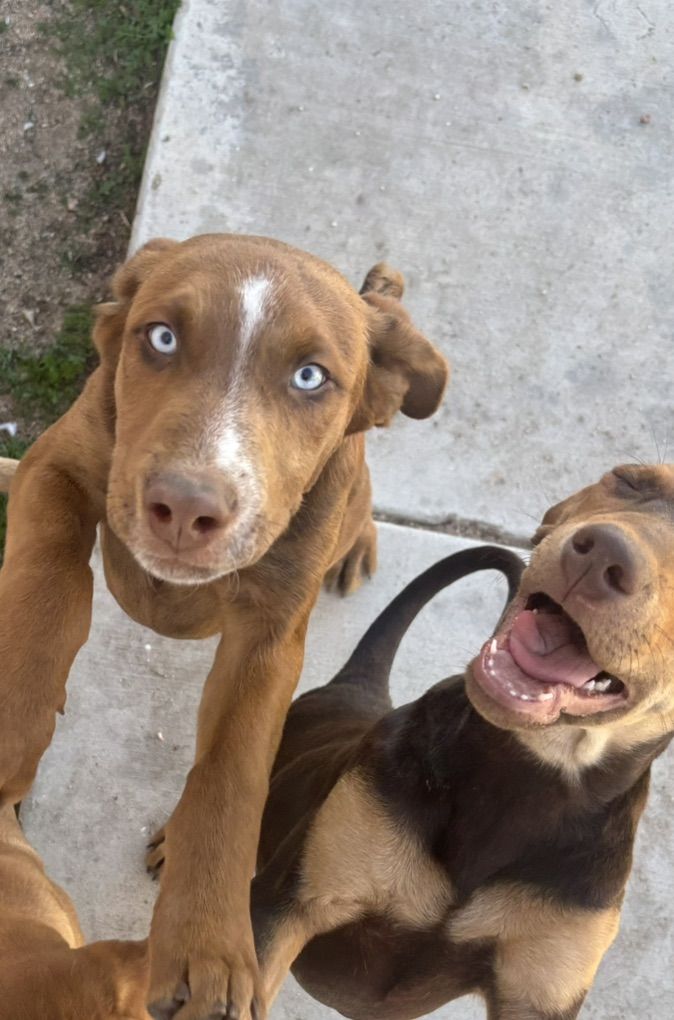 In Need Of A Good Home