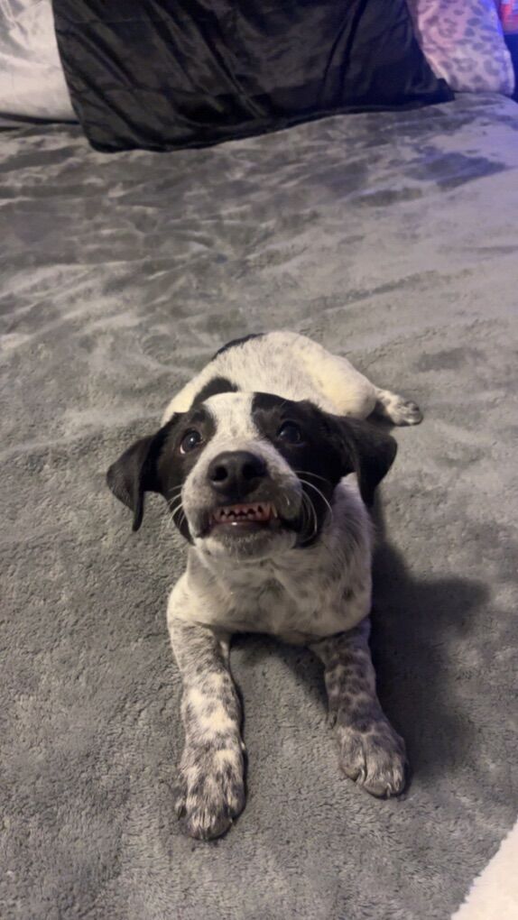 8 Month old Blue Heeler Border Collie