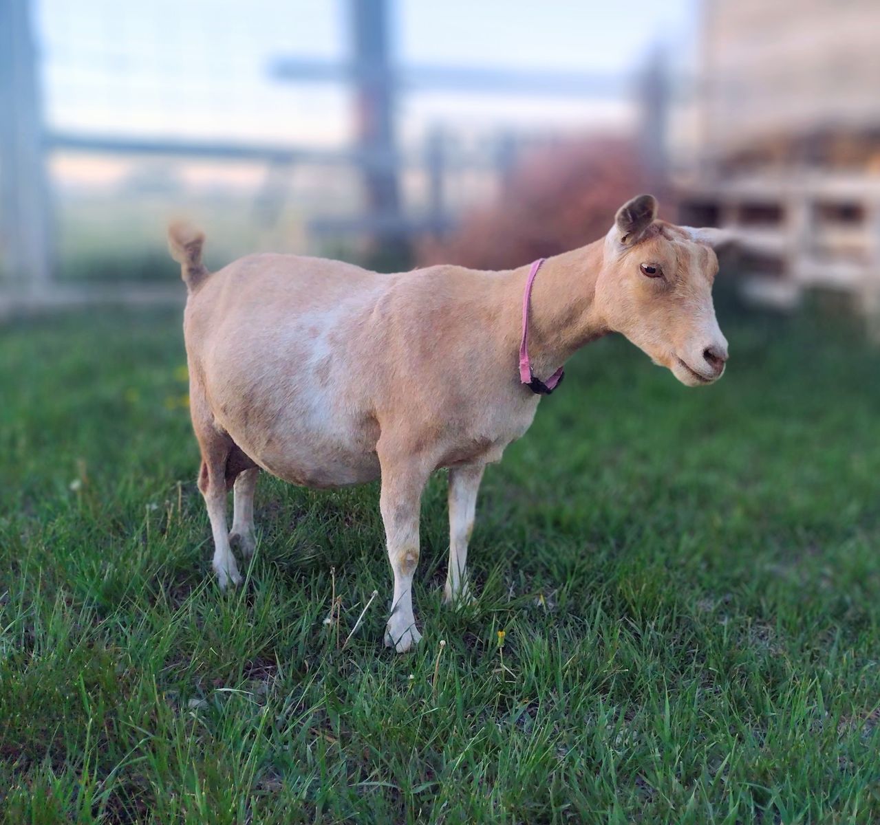 Registered Nigerian Dwarf doe in milk with two doelings