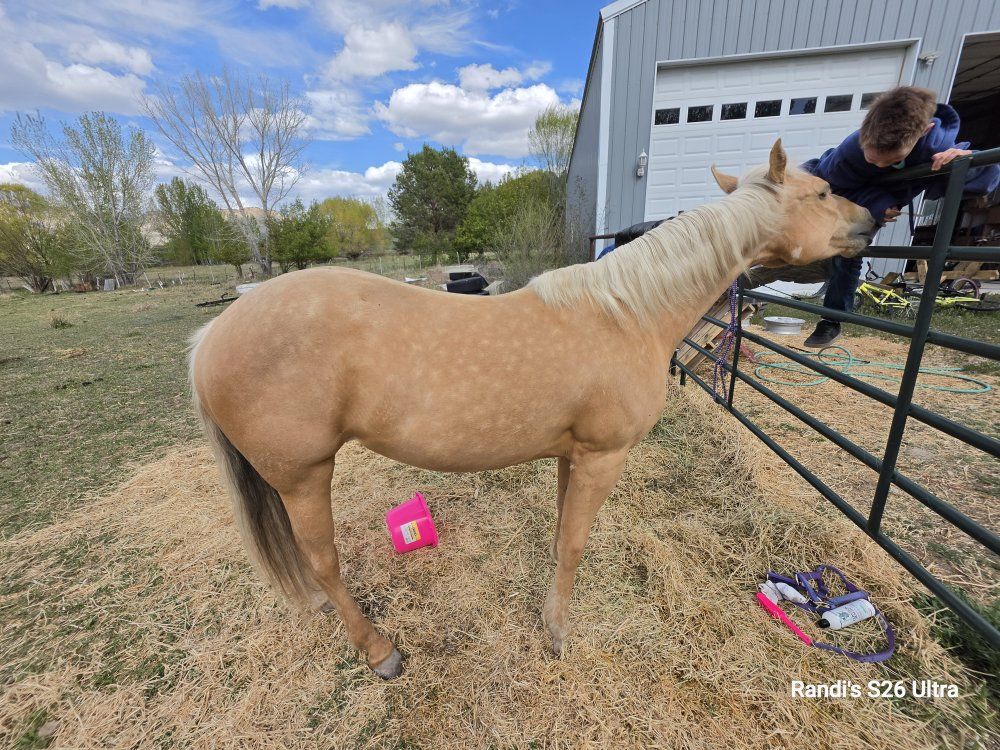 Palomino Filly