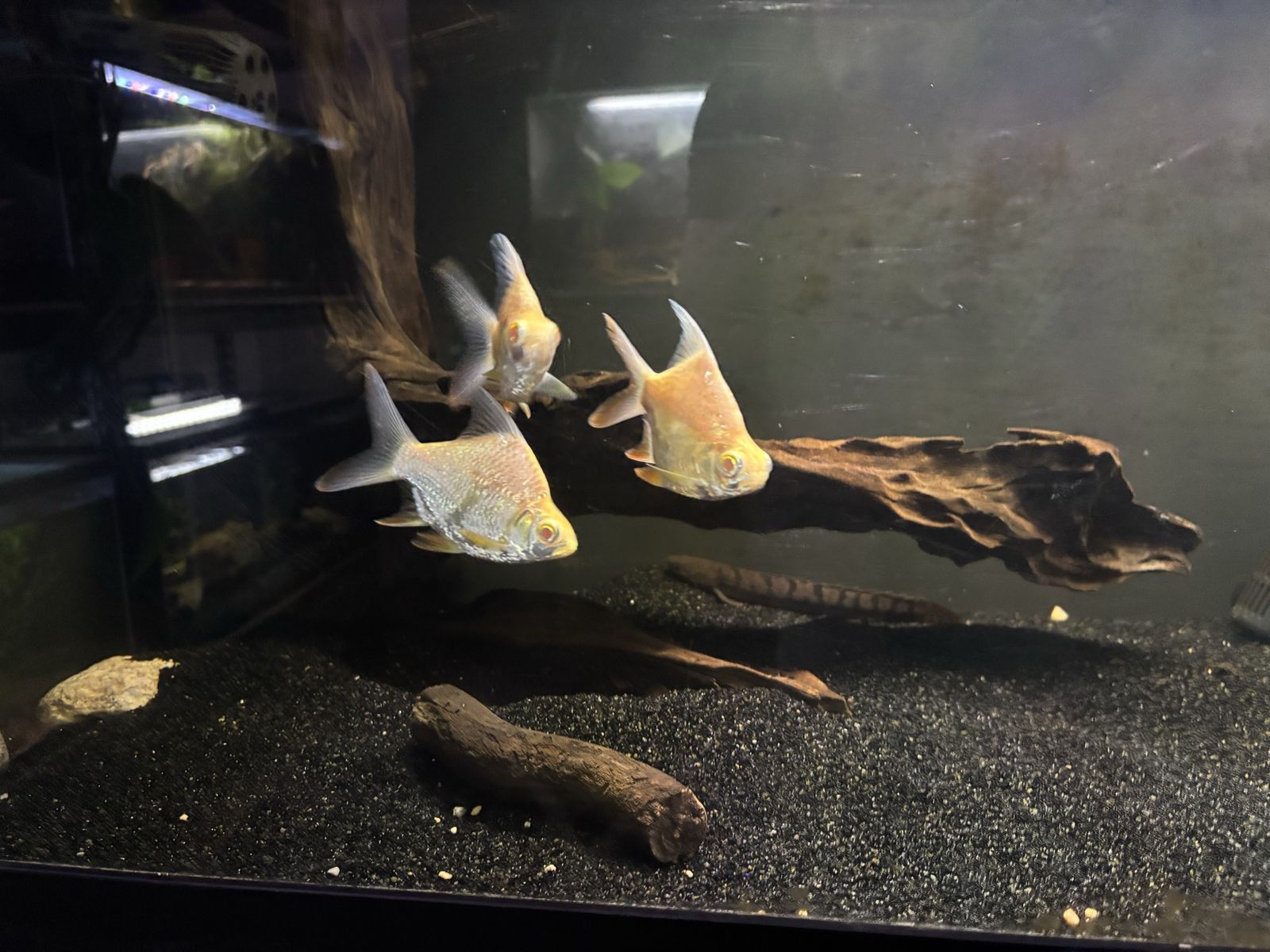 SB albino tinfoil barbs