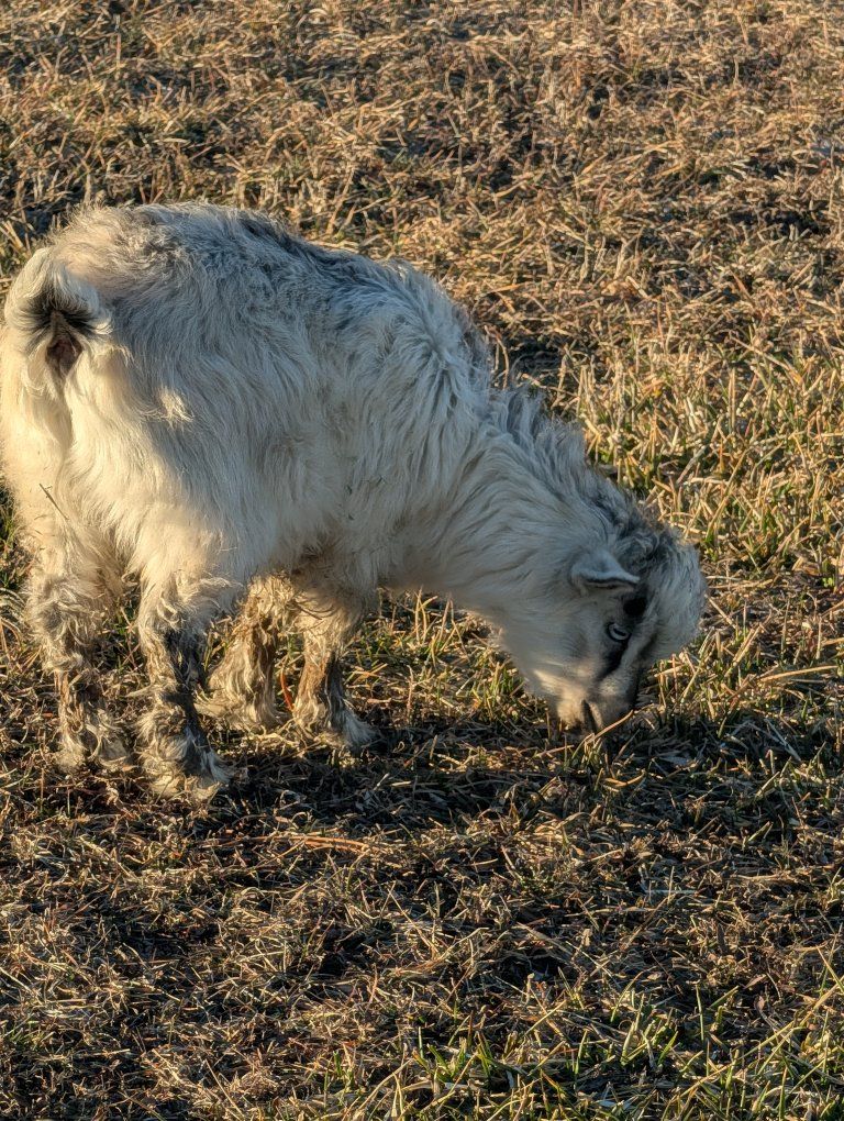 Pure Bred Mini Silkie Fainting Goats