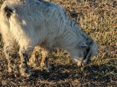 Pure Bred Mini Silkie Fainting Goats