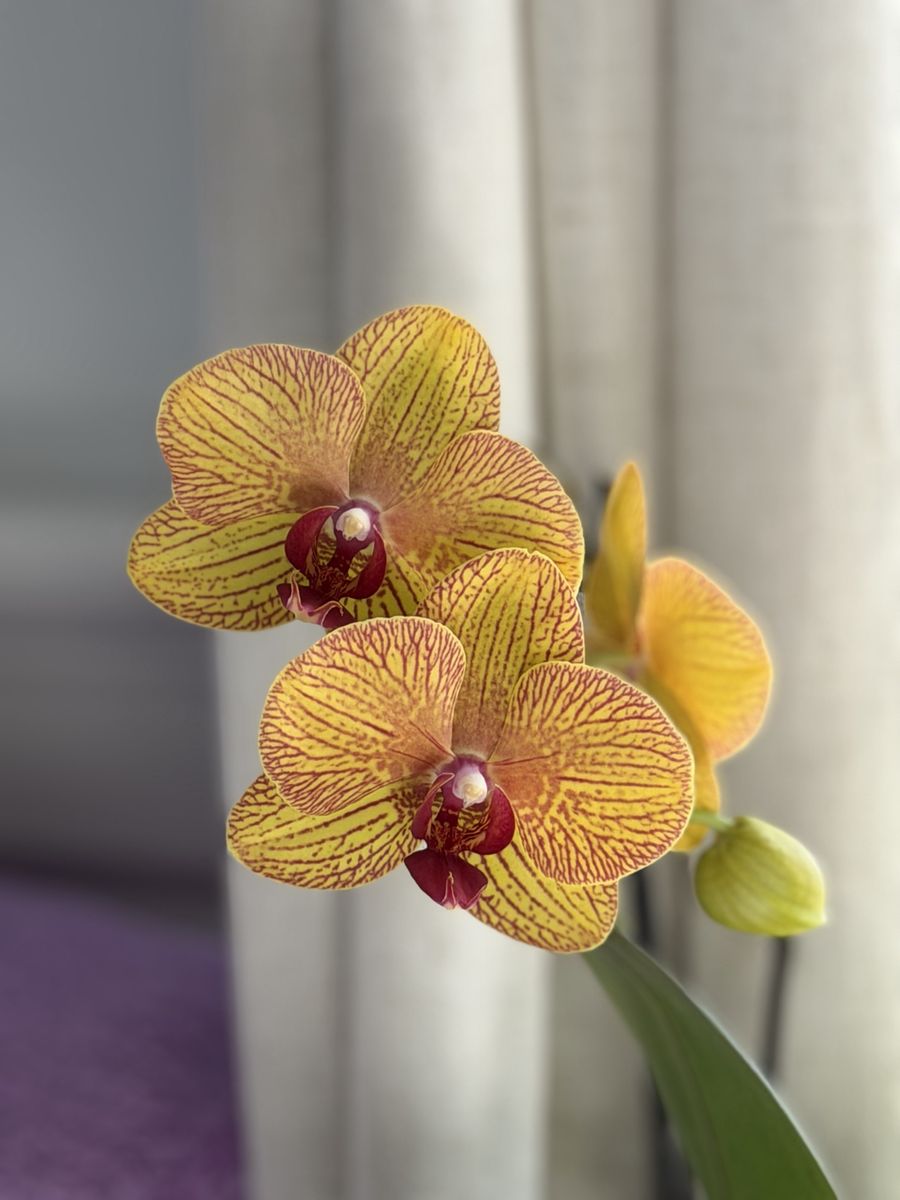 Gorgeous orchid flower live house plants